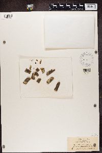 Arthothelium spectabile image