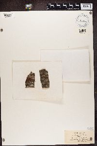 Arthonia lecideella image