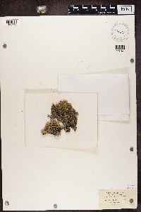 Hypogymnia physodes image