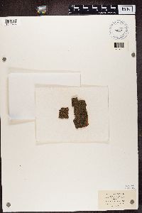 Lecanora elatina image