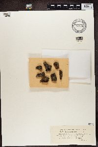 Hypocenomyce caradocensis image