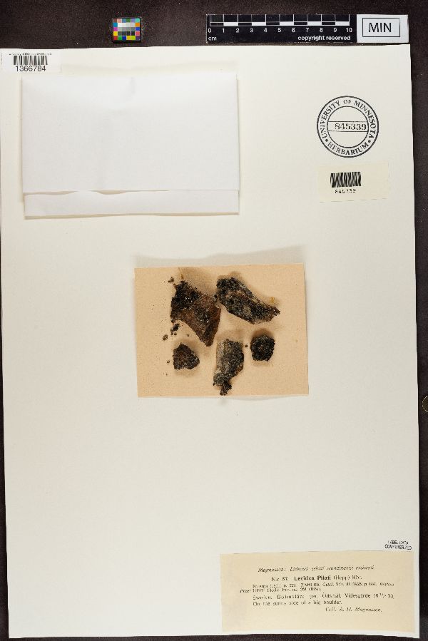 Lecidea pilati image