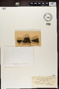 Lecanora epanora image