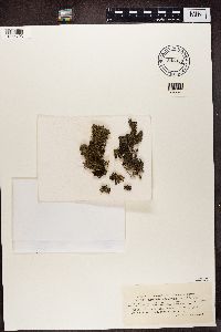 Biatora sphaeroides image