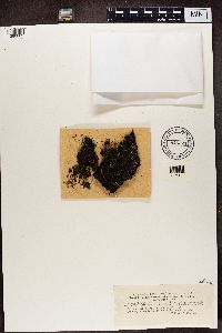 Media resource of Lecidea uliginosa