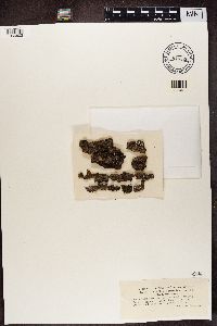 Lopadium disciforme image