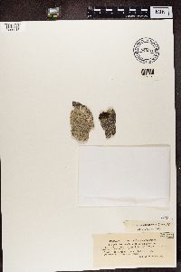 Pertusaria multipuncta image