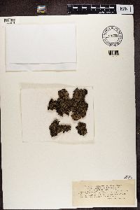 Media resource of Parmelia omphalodes