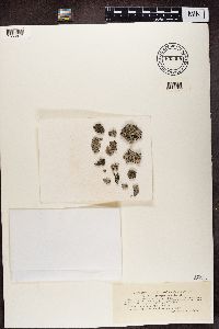 Physcia caesia image