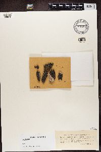 Thumbnail image of current specimen