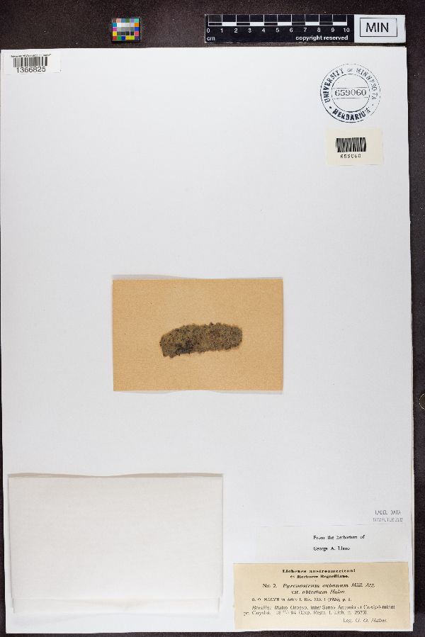 Pyrenastrum cubanum var. obtectum image