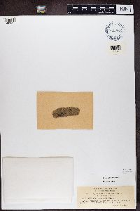 Media resource of Pyrenastrum cubanum