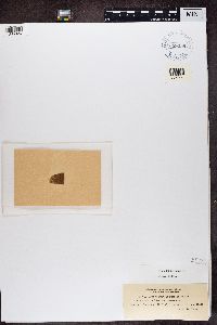 Media resource of Pyrenastrum fulvum