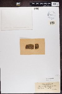 Media resource of Pyrenastrum depauperatum