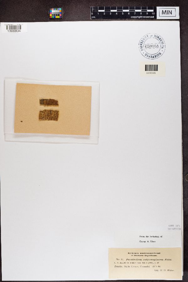 Parathelium subferrugineum image