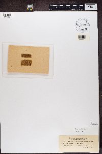 Media resource of Parathelium subferrugineum