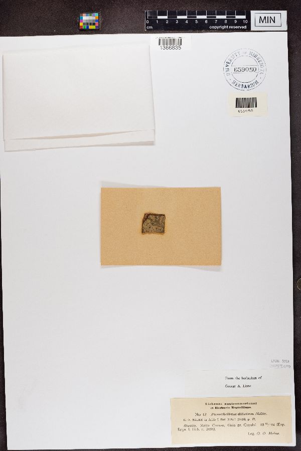 Parathelium dilutum image