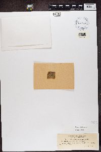 Media resource of Parathelium dilutum