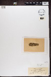 Parathelium crassiusculum image