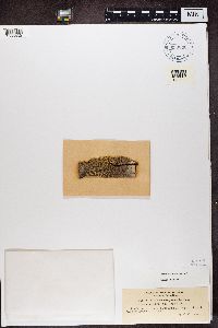 Thumbnail image of current specimen