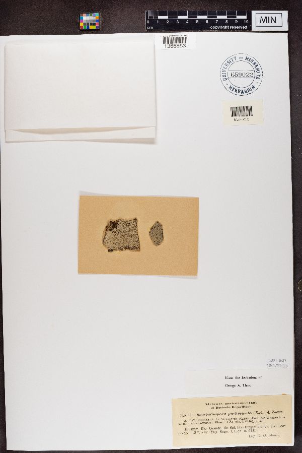 Bombyliospora pachycheila image