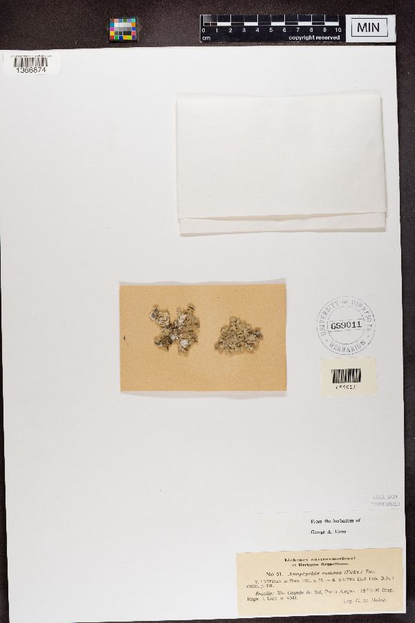 Heterodermia comosa image