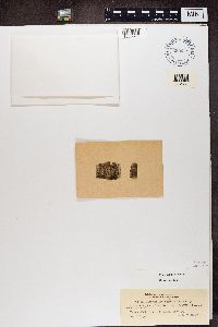 Hyperphyscia syncolla image