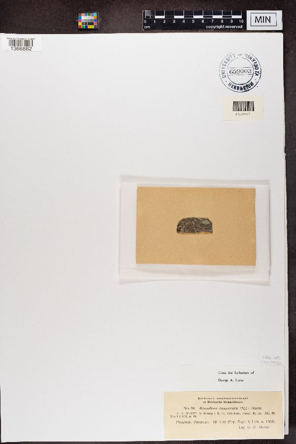 Amandinea insperata image