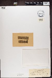 Amandinea insperata image