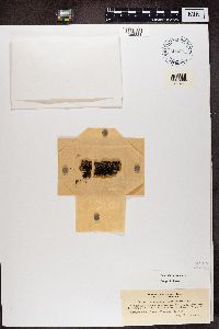 Leptogium brebissonii image