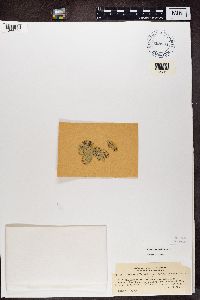 Media resource of Physcia alba