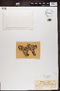 Parmotrema crinitum image