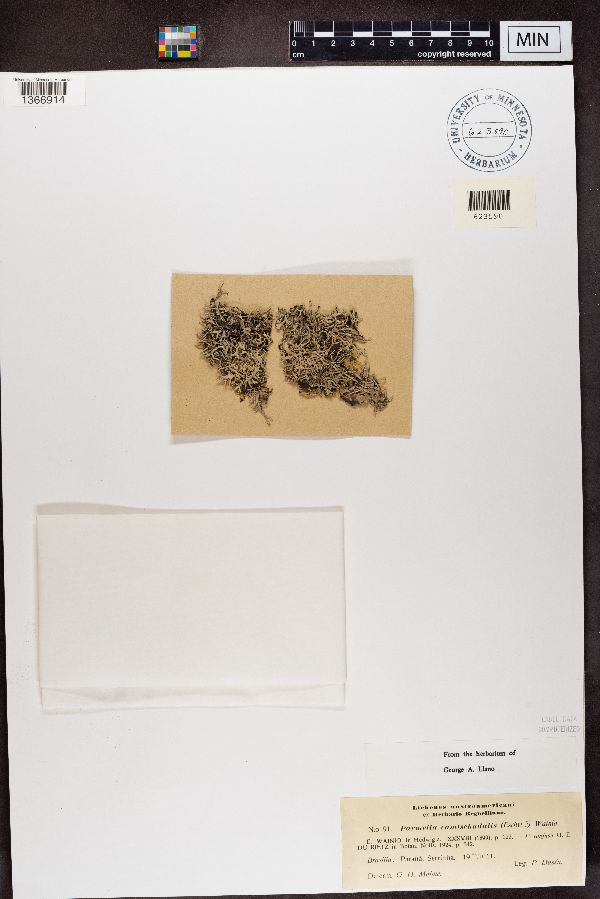 Xanthoparmelia convoluta image