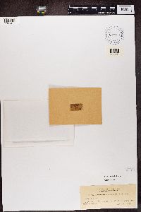 Parathelium subferrugineum image