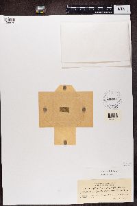 Media resource of Phylloporina epiphylla