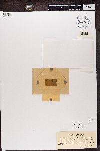 Media resource of Phylloporina leptospermoides