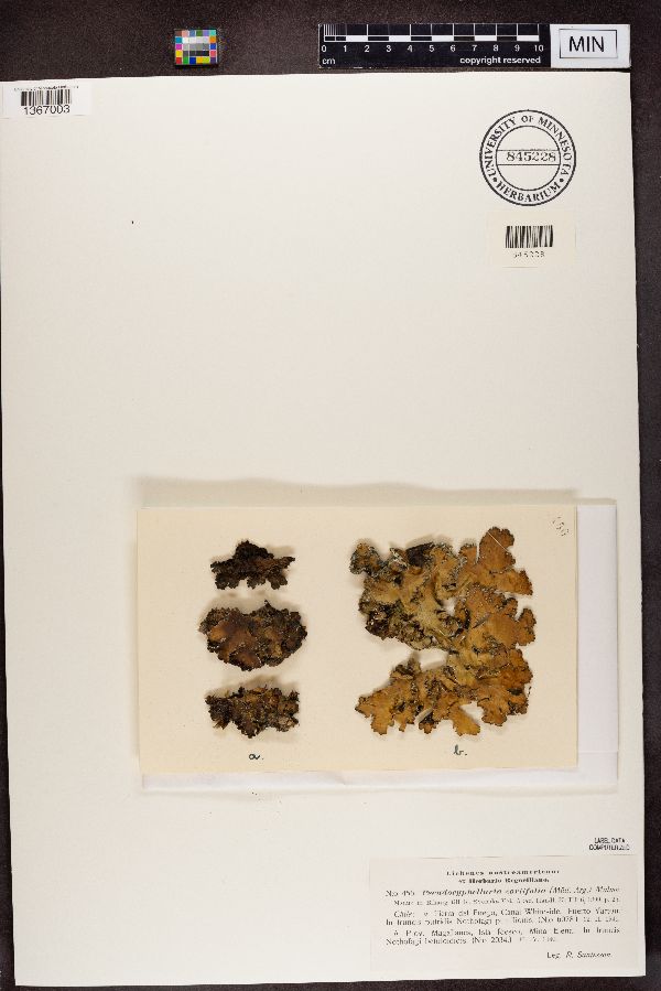 Pseudocyphellaria coriifolia image