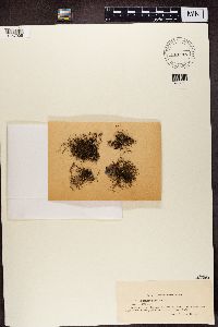 Bryoria furcellata image