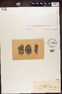 Lecanora allophana image