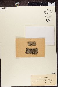 Lecanora argentata image