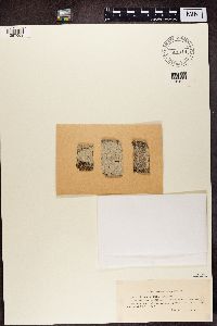 Lecanora albella image