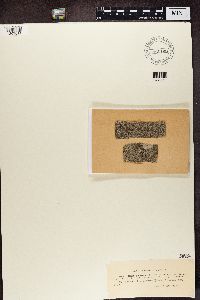 Buellia parasema image