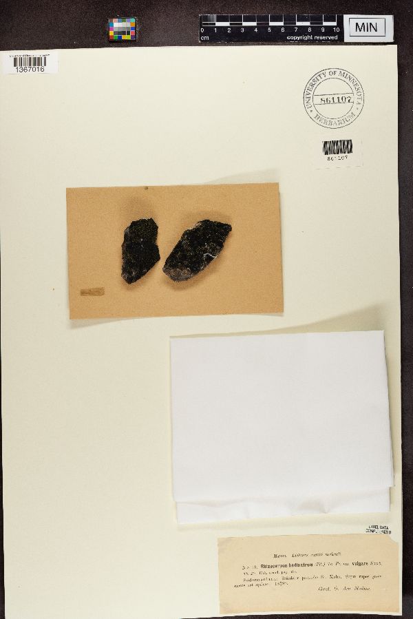 Rhizocarpon badioatrum var. vulgare image