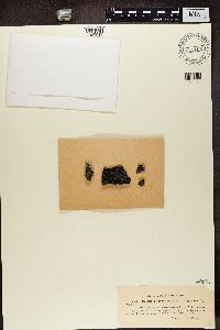 Rhizocarpon grande image