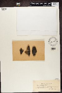 Image Associated With the Occurrence