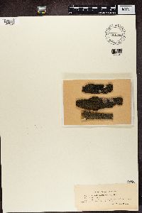 Parmeliella triptophylla image