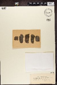 Micarea denigrata image