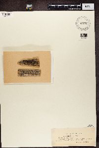 Micarea melaena image