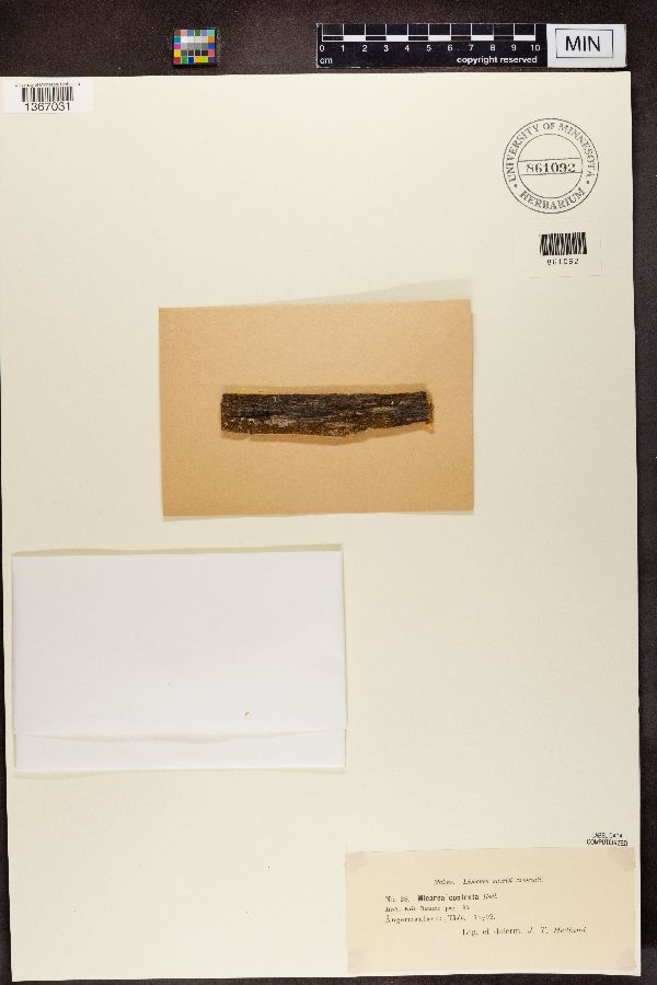 Micarea contexta image