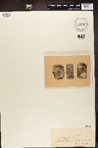 Media resource of Bacidia acerina